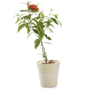 Plants Point Trothic Ixora/Chethi Plant Price in India - Buy Plants ...