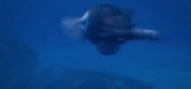 Image result for Octonauts Creature Report Colossal Squid