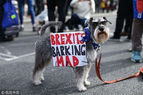 英国伦敦举行“狗狗公投”集会 汪星人齐聚反对脱欧