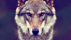 Ultra Hd Wolf Wallpaper 4k by Ultra Hd 4k Computer Screen Background Wolf 1 Uhd Desktop Ultra Hd Wolf Wallpaper 4k