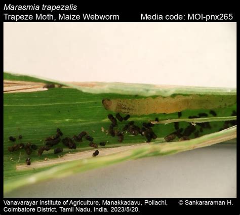 Marasmia trapezalis (Guenée, 1854) - Trapeze Moth, Maize Webworm | Moths