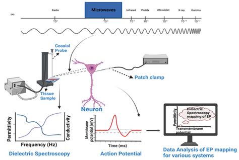 Microwave-Based Dielectric Properties as an Electrophysiological ...