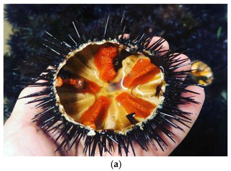 The Essential Guide To The Edible Parts Of Sea Urchin
