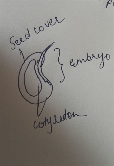 Draw the diagram of a normal embryo sac - Brainly.in