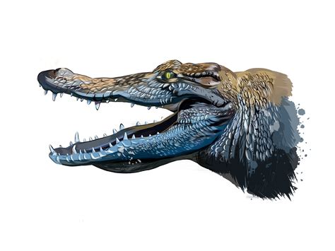 Alligator Head Drawing, Crocodile Head Portrait From A Splash Of ...