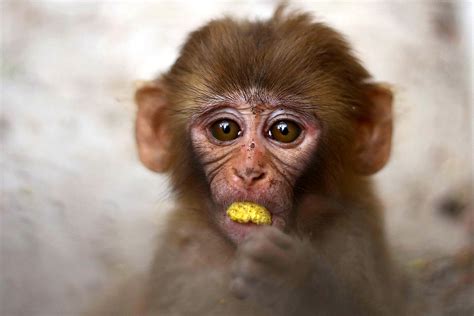 Baby Monkey Smiling