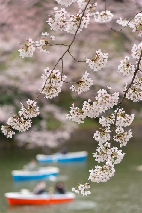 Cherry Blossom Japan 的图像结果