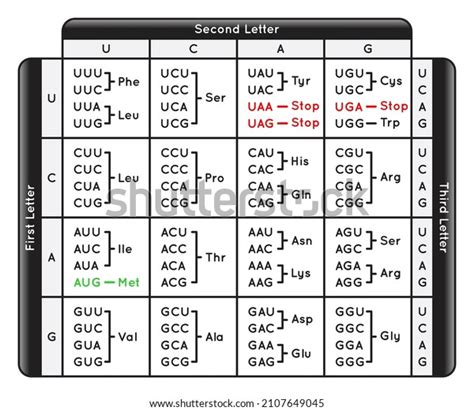 Genetic Code Chart 的图像结果