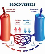 blood vessels 的图像结果
