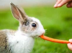Image result for Hand Feeding Baby Rabbits