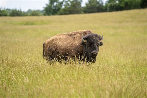 Home - Mountain Meadow Hunting Preserve