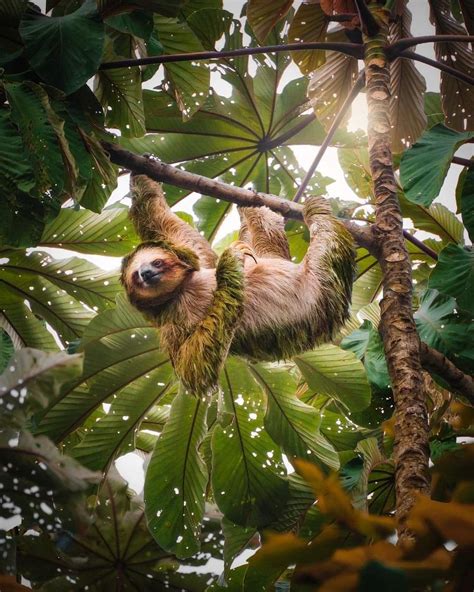 Costa rica wildlife where to see the exotic animals of costa rica – Artofit