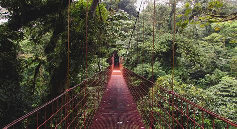 Todo sobre el Bosque nuboso de Monteverde en Costa Rica