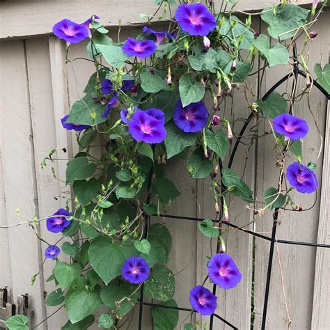Growing Morning Glory Vines : A Colorful, Easy-Care Flowering Vine