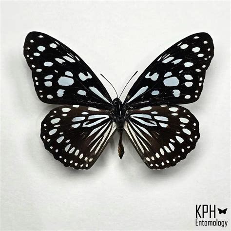 Real Blue Tiger Butterfly: Tirumala Limniace for Jewelry, Crafts ...