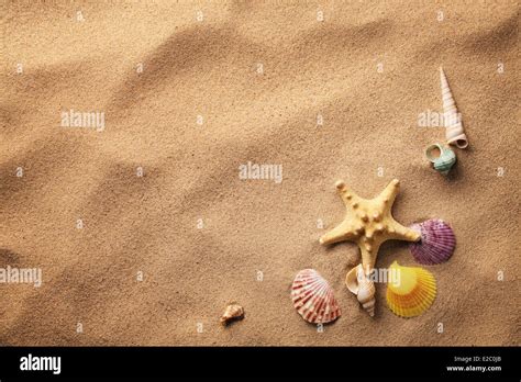 Seashells 的图像结果