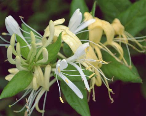 Top 10 Year-Round Flowering Creepers for Your Garden: A Kadiyam Nurser ...