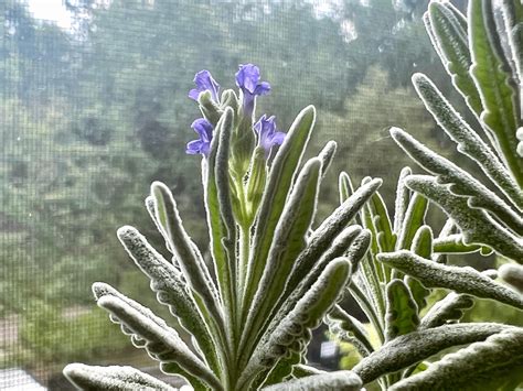I was gifted this lavender but I don't live in the ideal conditions for it to really thrive. So ...