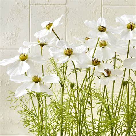 Buy Gloria Floral Artificial Cosmos Plant in Pot from Home Centre at ...