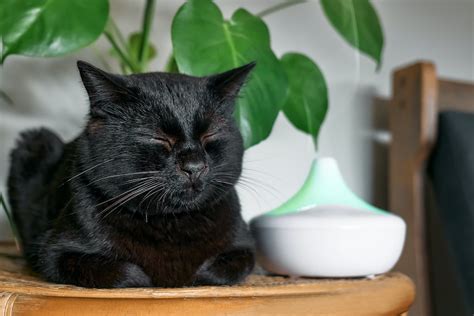 Image result for How to Help a Panting Cat