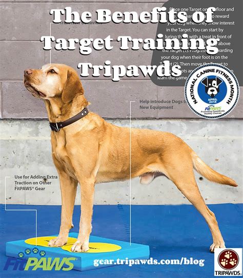 Image result for Target Training for Dogs