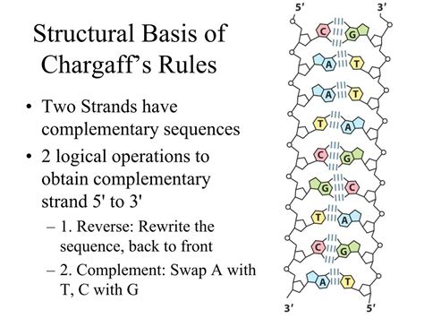 PPT - Understanding Nucleotides and Nucleic Acids Chemistry PowerPoint ...