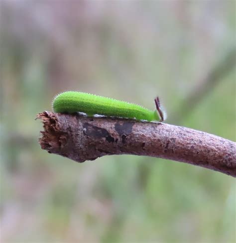 Cute little Green caterpillar : r/Entomology