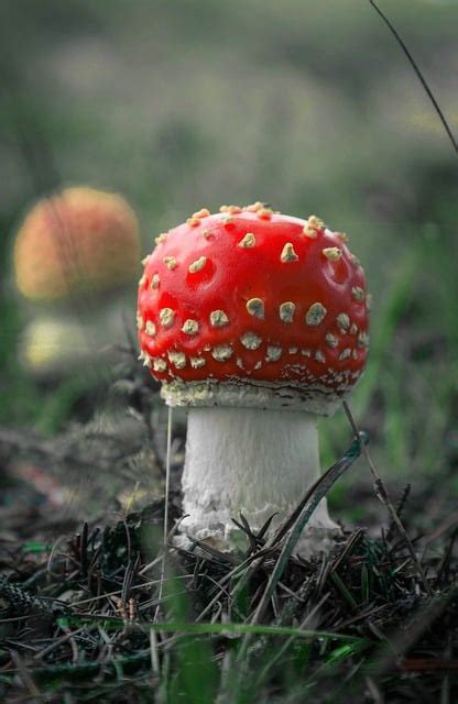 Image result for Mushroom Huge Dataset Classification Python