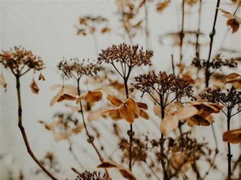 Short-lived plant species are more climate-sensitive, claims study