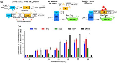Andrographolide and Deoxyandrographolide Inhibit Protease and IFN ...