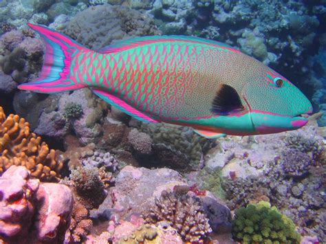 great-barrier-reef-animals-parrotfish - Great Barrier Reef Liveaboards