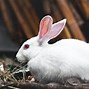 Image result for baby bunny care