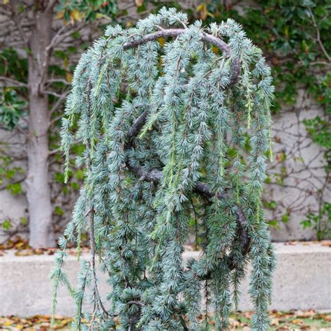 Blue Cedar Tree Varieties Cedrus Atlantica 'Glauca' | Landscape Plants