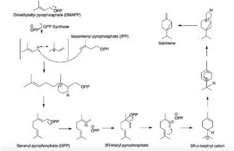 Manufacturer of Essential Oils & Reconstituted Oils by Natural Aroma ...