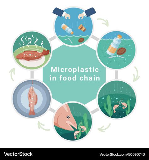 Microplastic Food Chain Pollution Royalty Free Vector Image