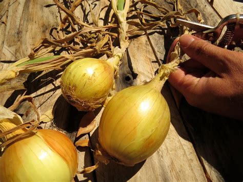 Onions: Stringing for Storage | Rediscover