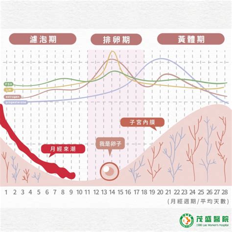 不排卵就不能怀孕 ! 该怎么预防？ - 知乎