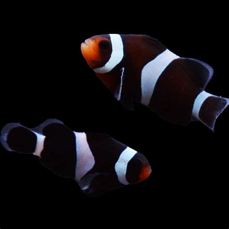 Black And White Clownfish