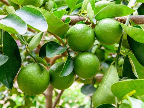 Lime Tree Care: Everything You Need To Know | Gardening Know How