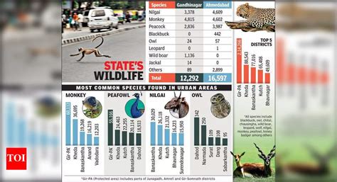 Monkey Population in Ahmedabad Soars, Raising Human-Animal Conflict ...