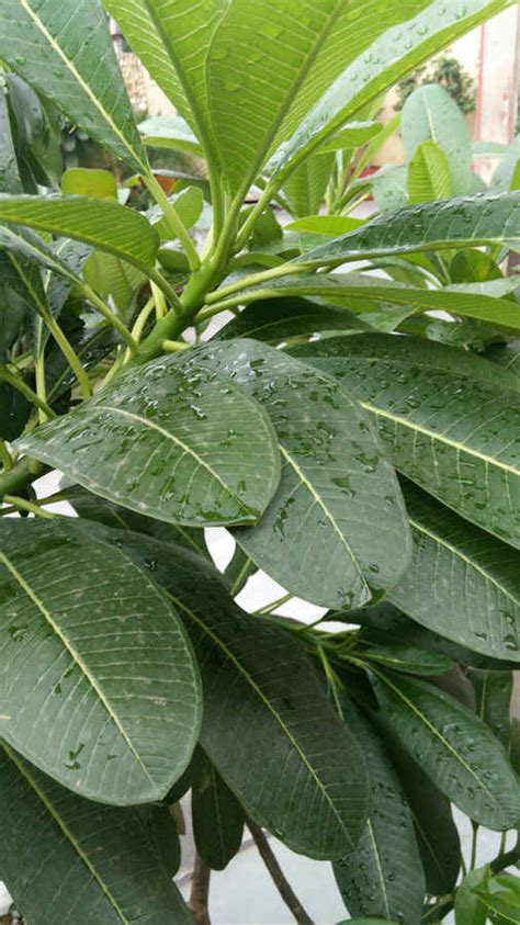 ZTE V5 Review : A good phone hobbled by one glaring flaw