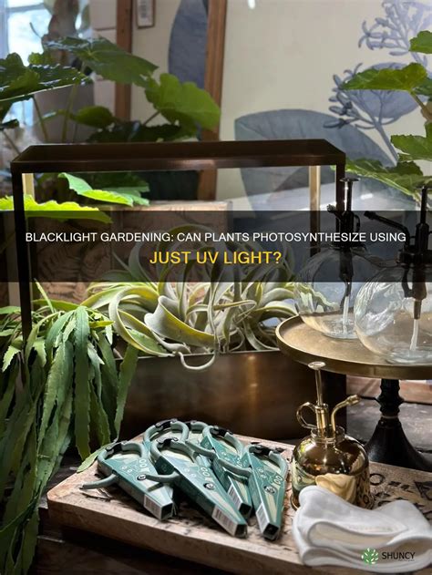 Blacklight Gardening: Can Plants Photosynthesize Using Just Uv Light? | ShunCy