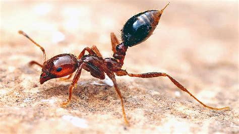 Explainer: All you need to know about fire ants, and why they're so ...