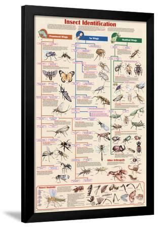 Image result for Printable Insect Identification Chart