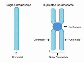 chromatid 的图像结果