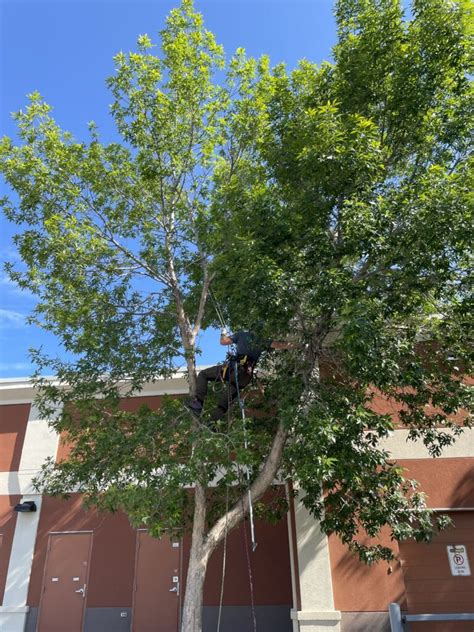 Image result for Structured Pruning