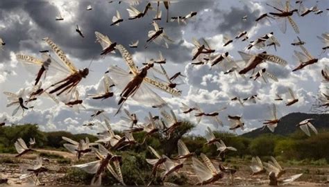 Worst locust attack in 26 years can plague the Indian economy | News in ...