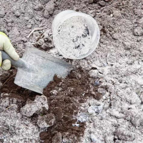 What Plants Like Wood Ash: Boost Growth with These Top Picks – Woodworking Advisor
