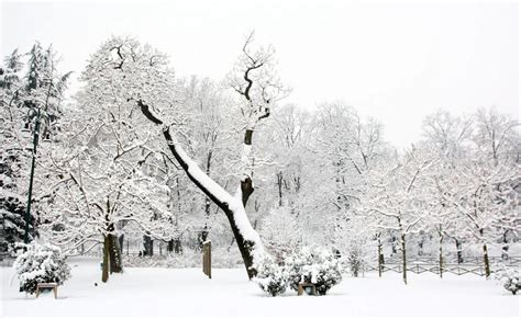 Image result for Exploding Tree in Winter