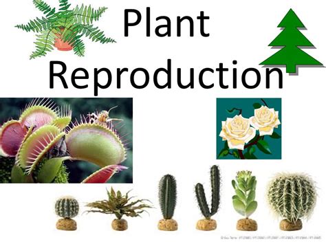 Image result for Types of Plant Reproduction